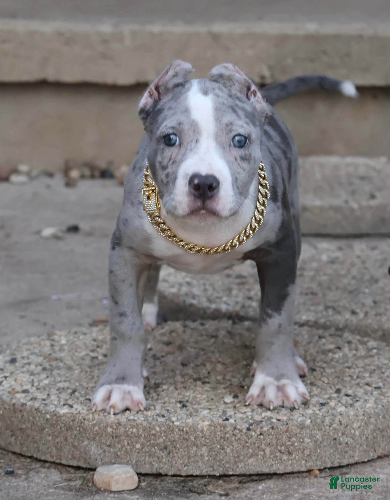American Bully dogs Empress - Ad 1