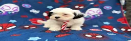 Shih Tzu dogs for sale: Sullivan  - Ad 5