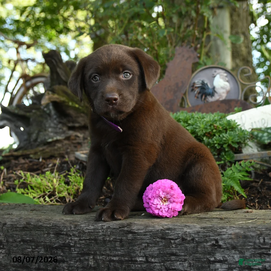 Labrador Retriever dogs for sale: Taffy - Ad 1