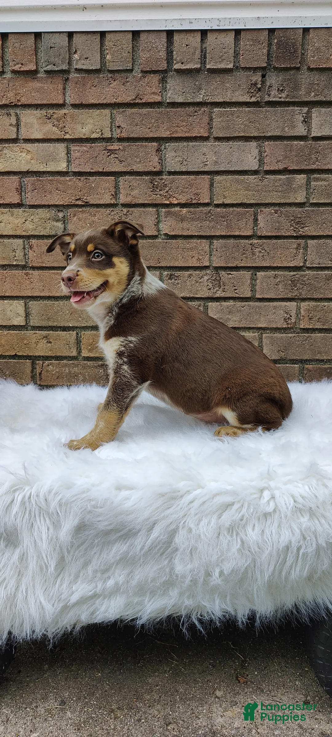 Mixed Breed dogs for sale: Bella - Ad 7