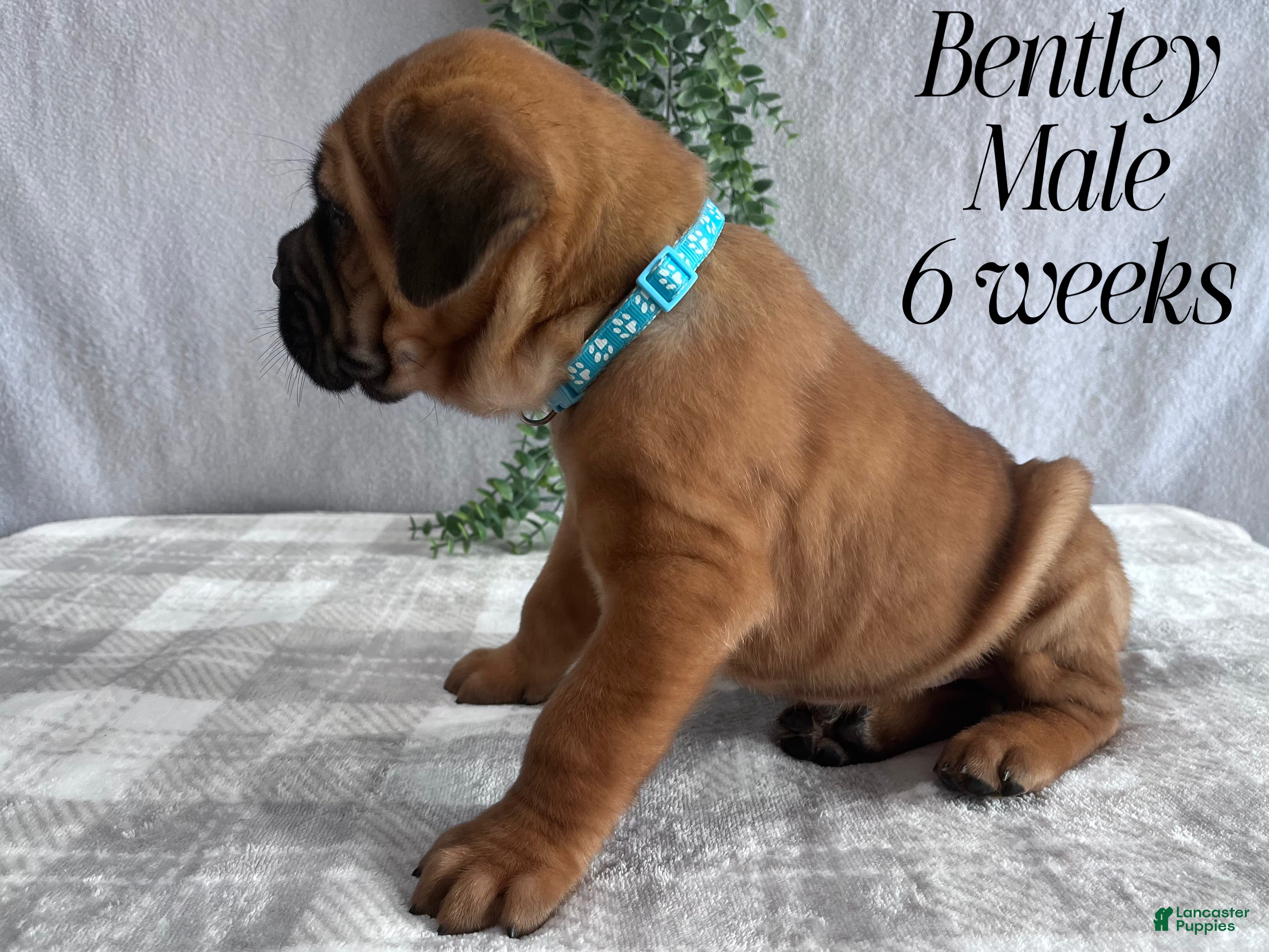 Cane Corso dogs Bentley - Ad 1