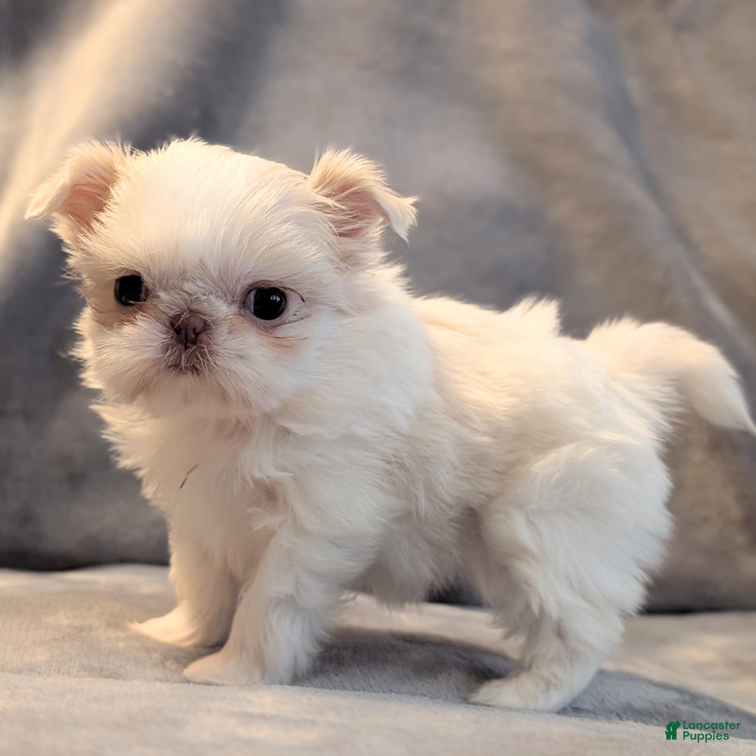 Shih Tzu dogs for sale: Hummingbird - Ad 9