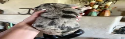 Great Dane dogs for sale: Phantom's Bayou Barbie "Angel Reese" - Ad 6