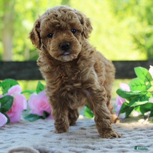 Toy Poodle dogs for sale: Tater - Ad 3