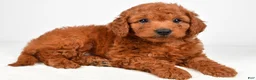 Mini Goldendoodle dogs for sale: Teddy - Ad 10