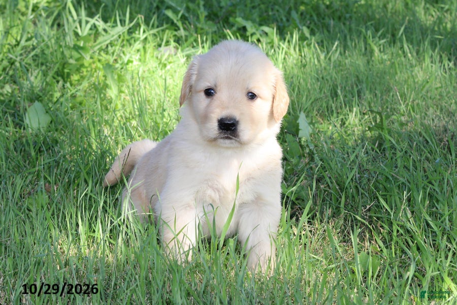 Golden Retriever dogs for sale: Hunter - Ad 1