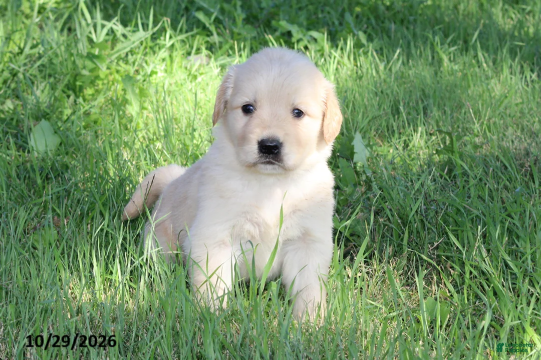 Golden Retriever dogs for sale: Hunter - Ad 1