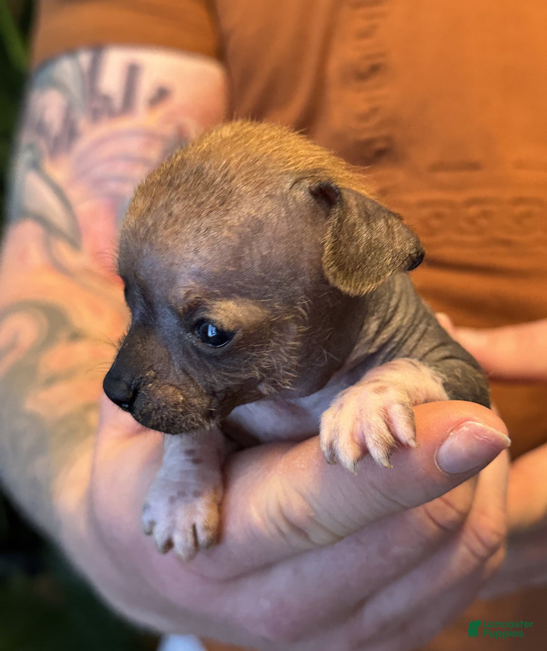 Mixed Breed dogs for sale: Chief - Ad 6