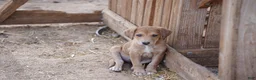 Mixed Breed dogs for sale: Doberdane Champagne F - Ad 5