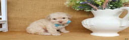 Toy Poodle dogs for sale: Gabe - Ad 4