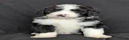 Bernedoodle dogs for sale: Cali - Ad 1