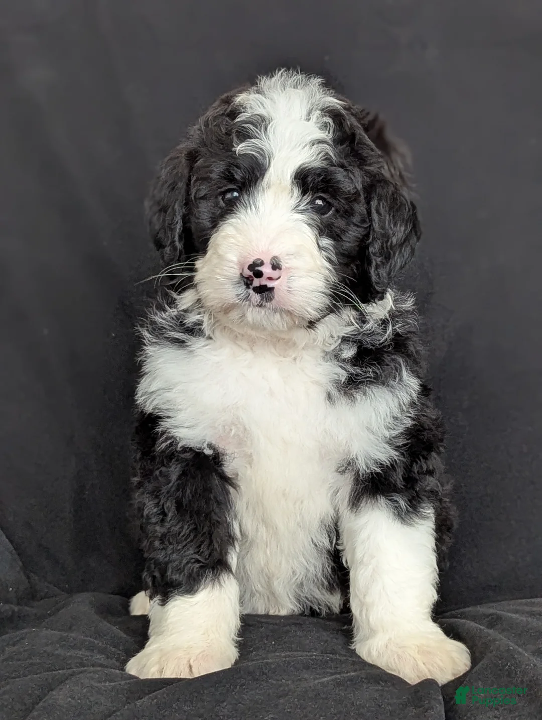 Bernedoodle dogs for sale: Cali - Ad 1