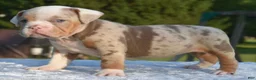 Mixed Breed dogs for sale: Maggie mini hybrid bulldog  - Ad 16