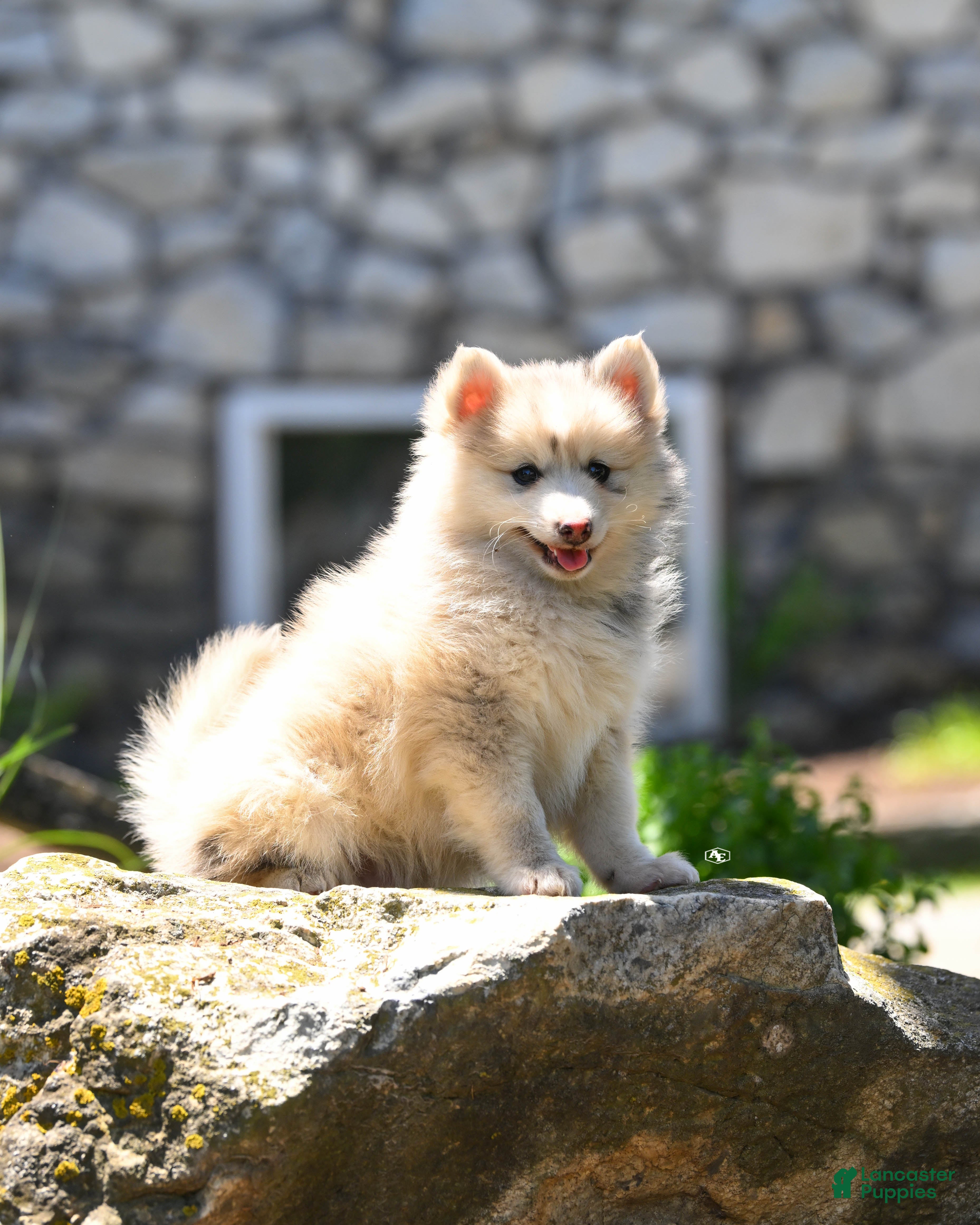 Pomsky dogs Flynn  - Ad 1