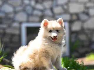 Pomsky dogs for sale: Flynn - Ad 2