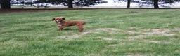 Miniature Poodle dogs for sale: Teddy - House and Crate Trained - Ad 7