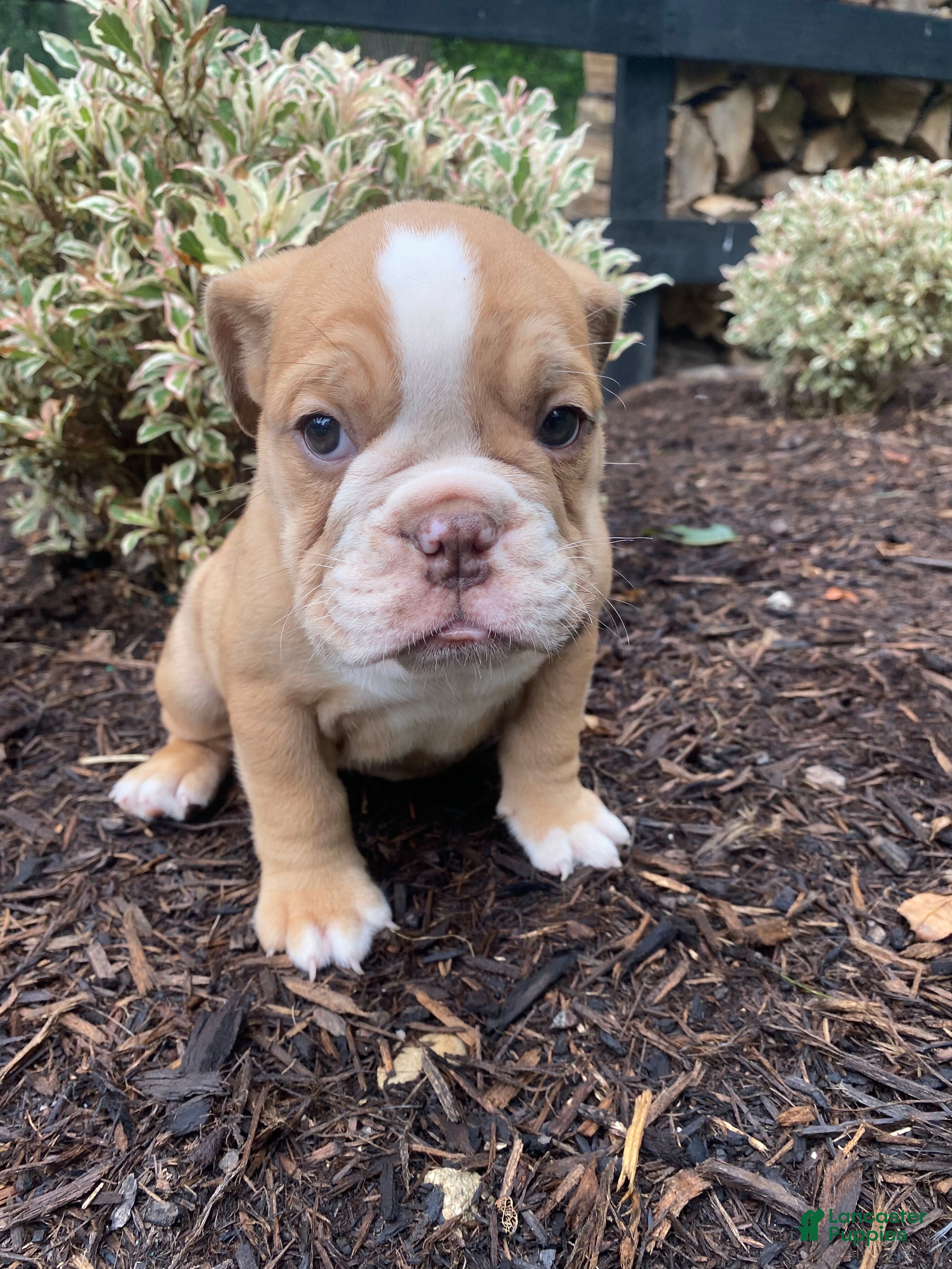 English Bulldog dogs Pearl - Ad 1