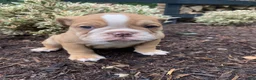 English Bulldog dogs for sale: Pearl - Ad 1