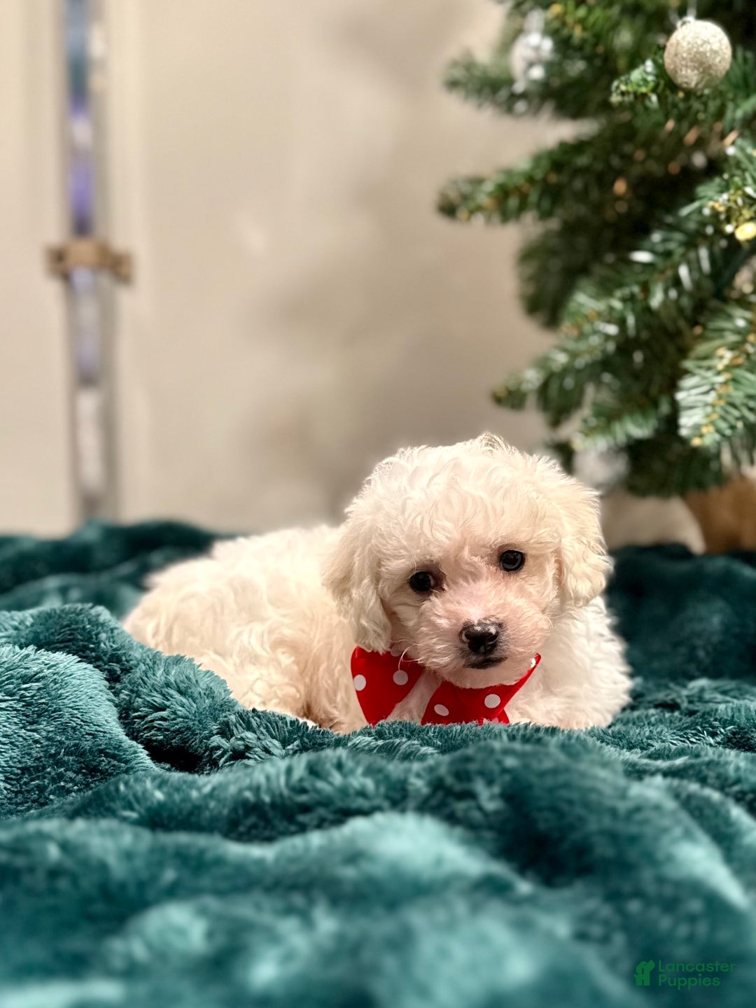 Bichon Frise dogs for sale: Cohen ACA - Ad 1