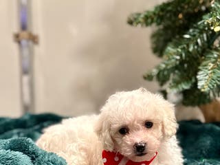 Bichon Frise dogs Cohen (ACA Registered) - Ad 9