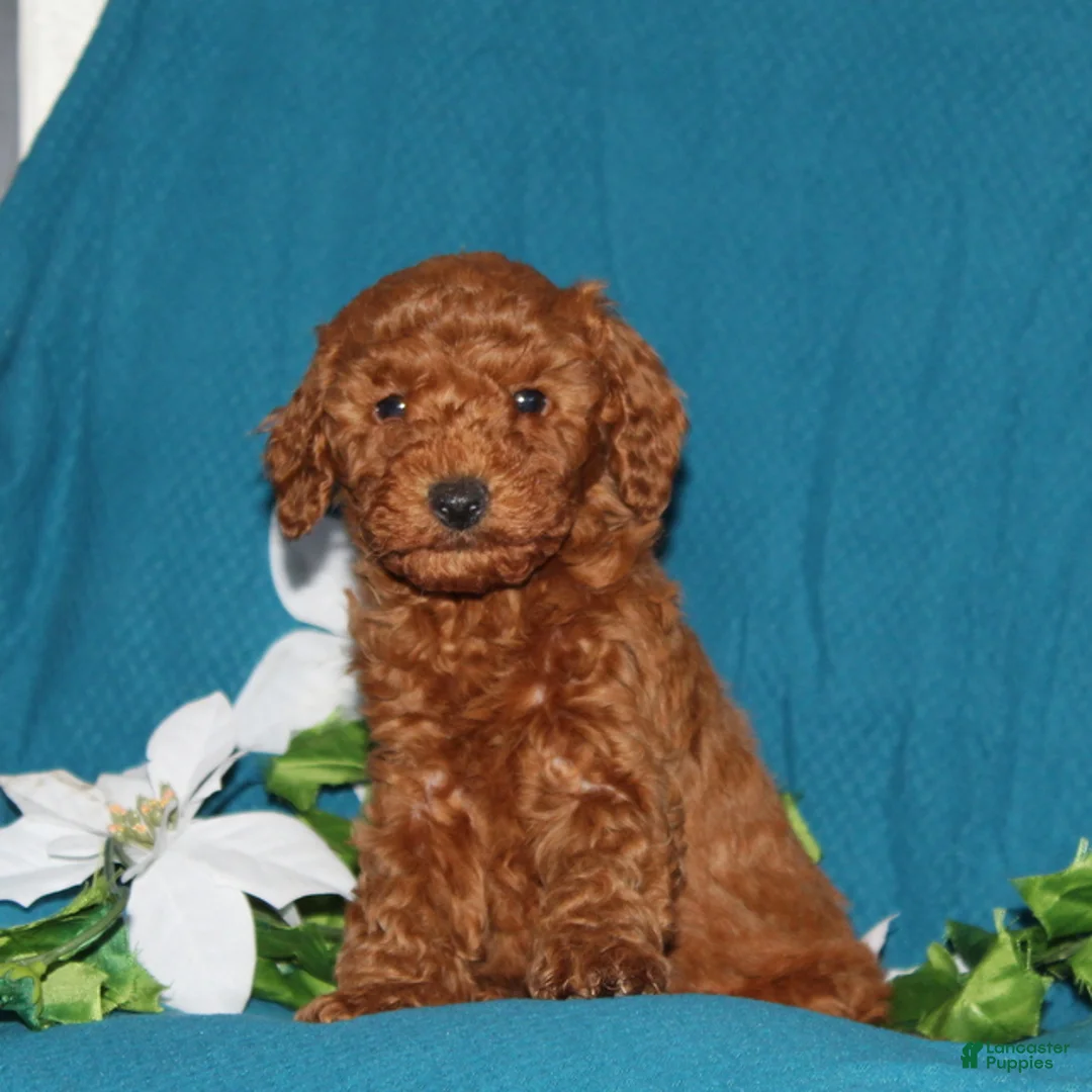 Mini Goldendoodle dogs for sale: Teddy  - Ad 2