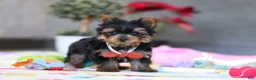 Yorkshire Terrier dogs for sale: Jonah - Ad 5