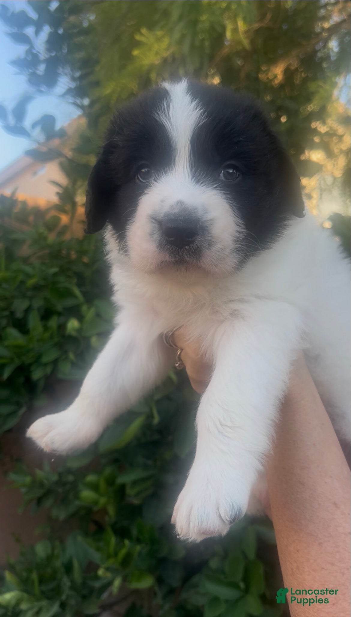 Mixed Breed dogs Mixed Breed 2 - Ad 32