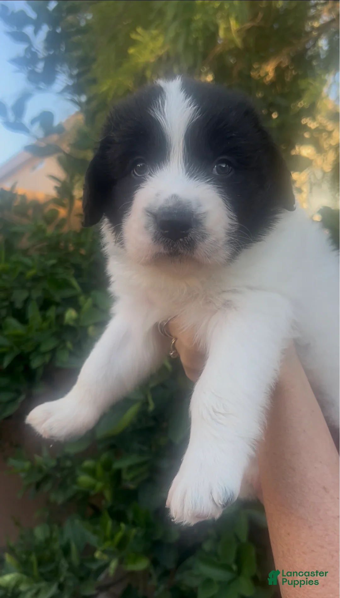 Mixed Breed dogs for sale: Mixed Breed 2 - Ad 1