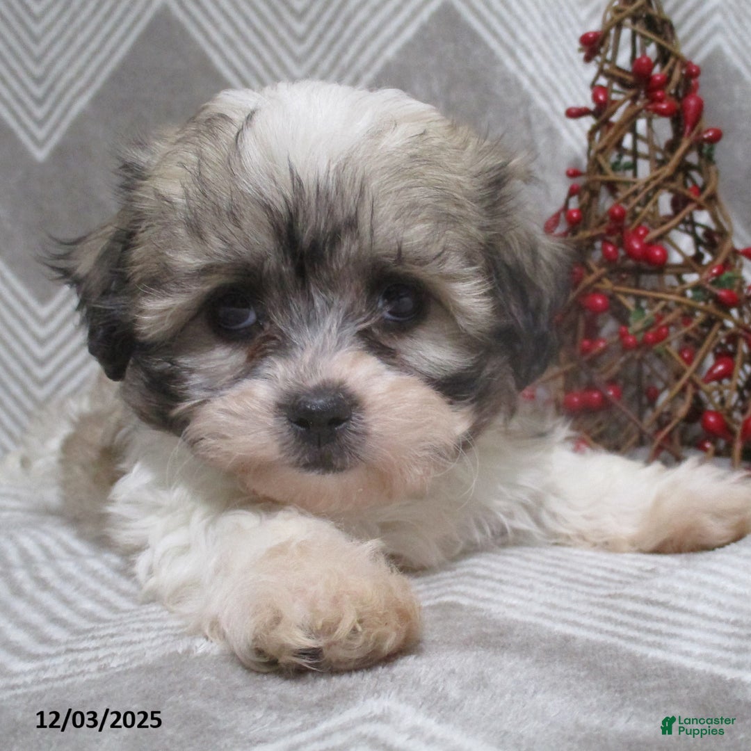 Teddy Bear dogs for sale: Iyla - Ad 6