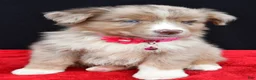 Miniature Australian Shepherd dogs for sale: Fern  - Ad 5