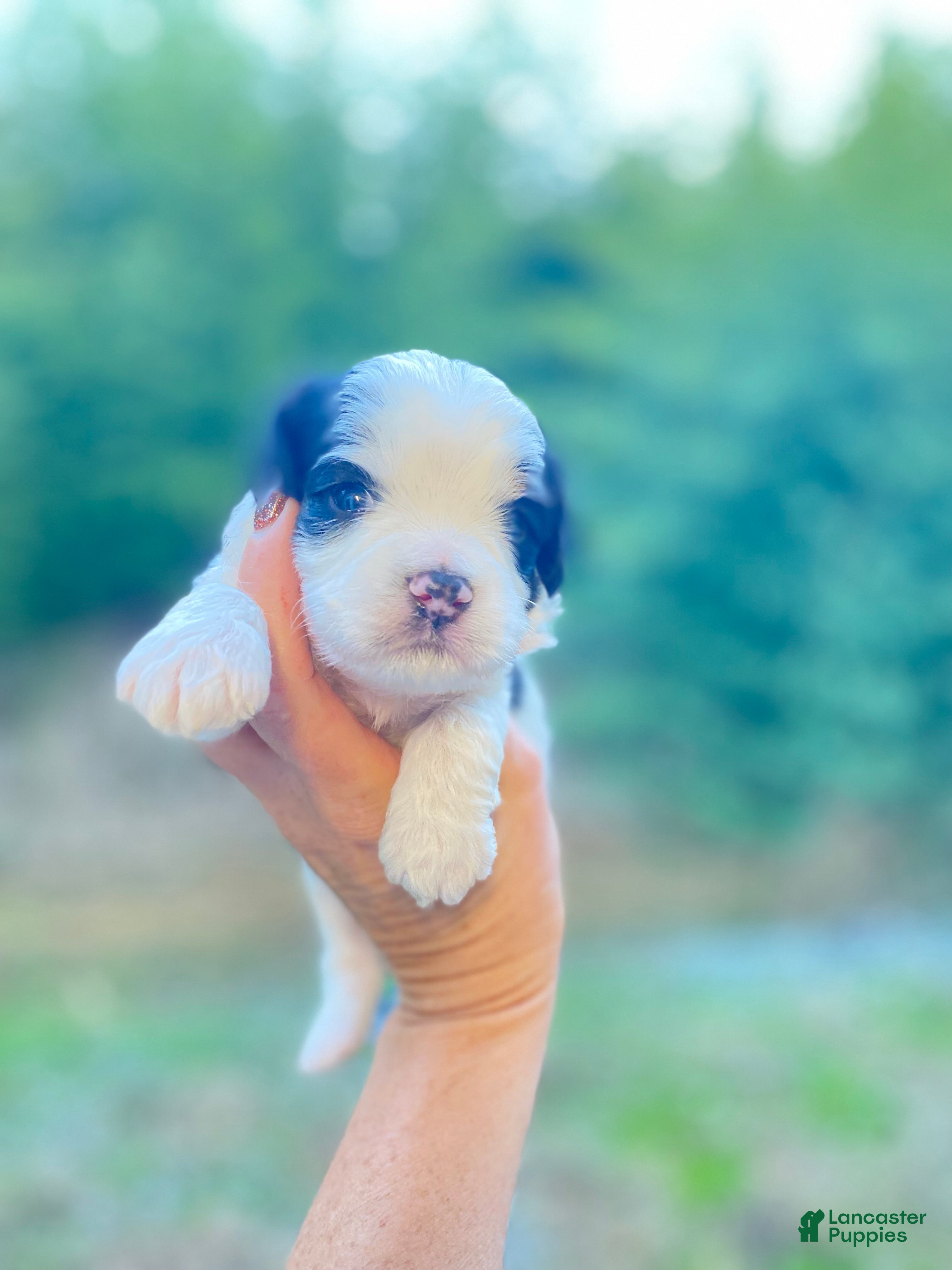 Cavapoo dogs Cavapoo Puppy 1 - Ad 28