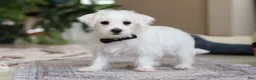 Morkie dogs for sale: Eddy - Ad 4
