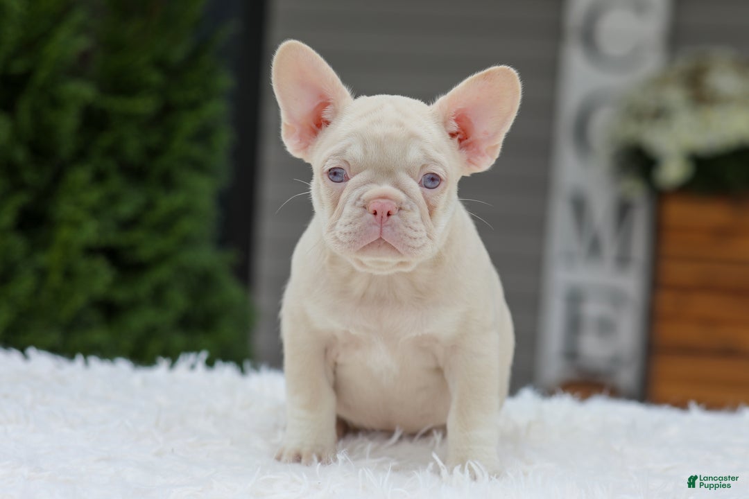 French Bulldog dogs for sale: Queen - Ad 3