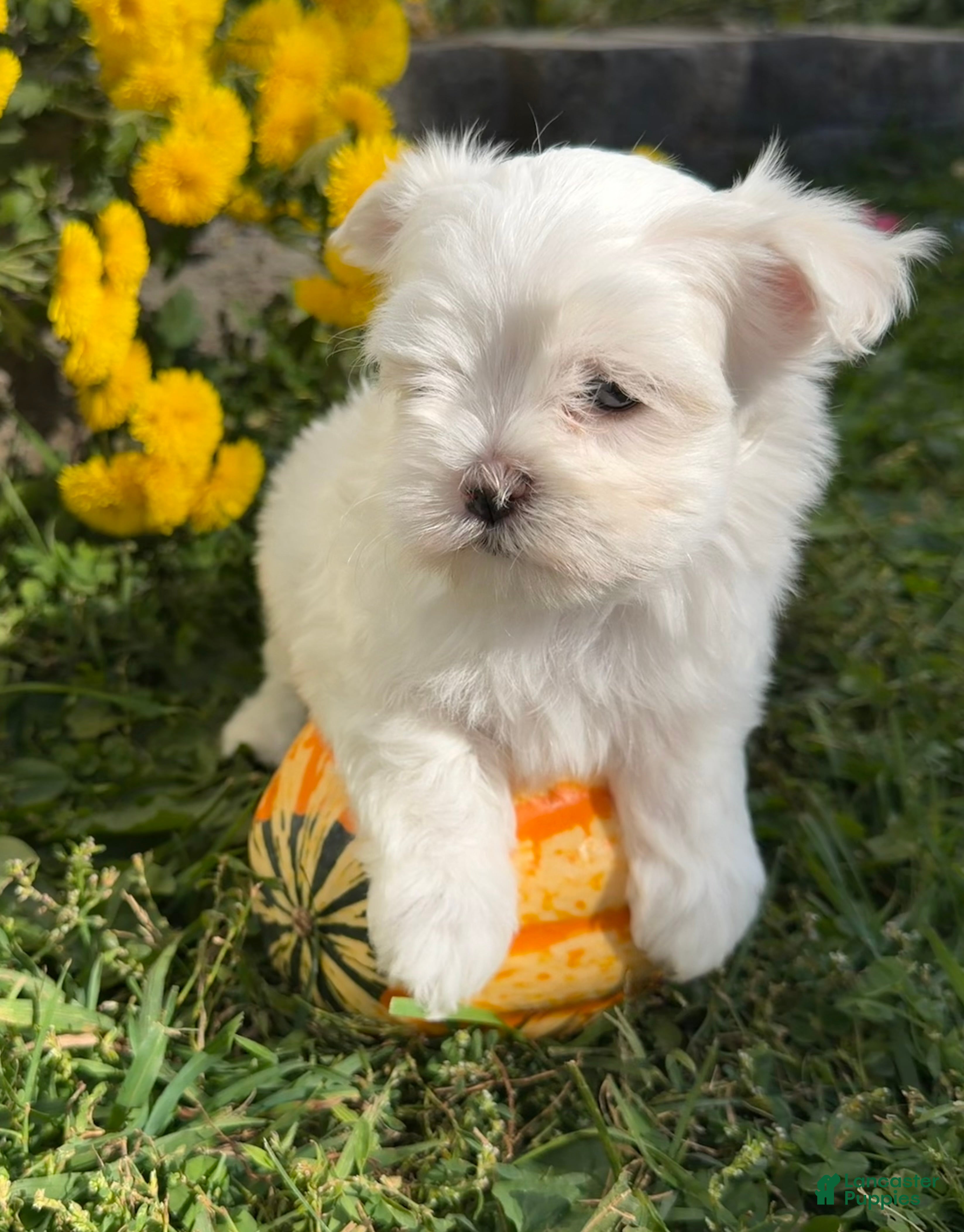Maltese dogs Charlie - Ad 2