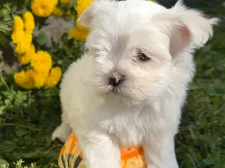 Maltese dogs Charlie - Ad 2