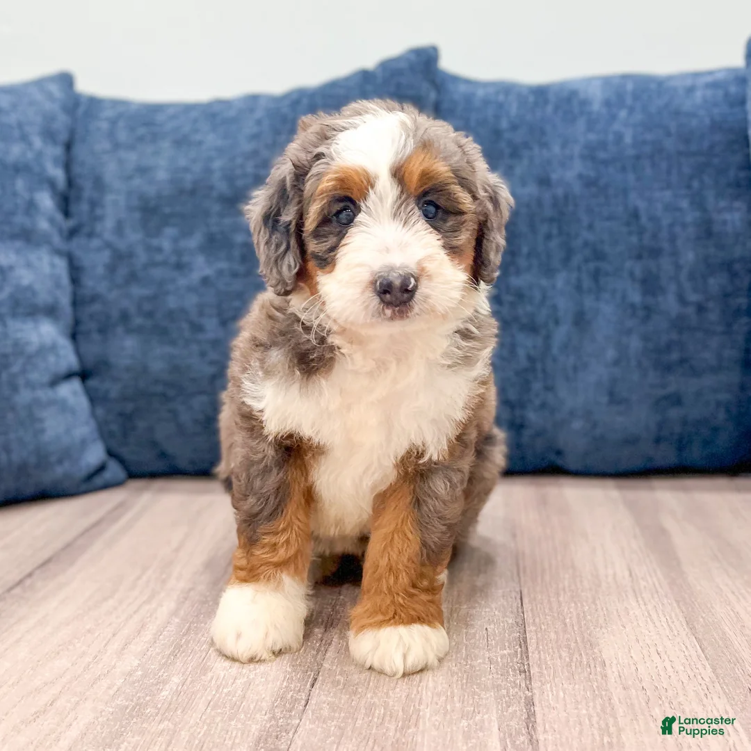 Mini Bernedoodle dogs for sale: Daisy - Ad 1