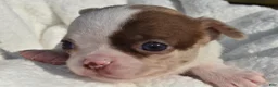 Chihuahua dogs for sale: Bella-Jean  - Ad 12