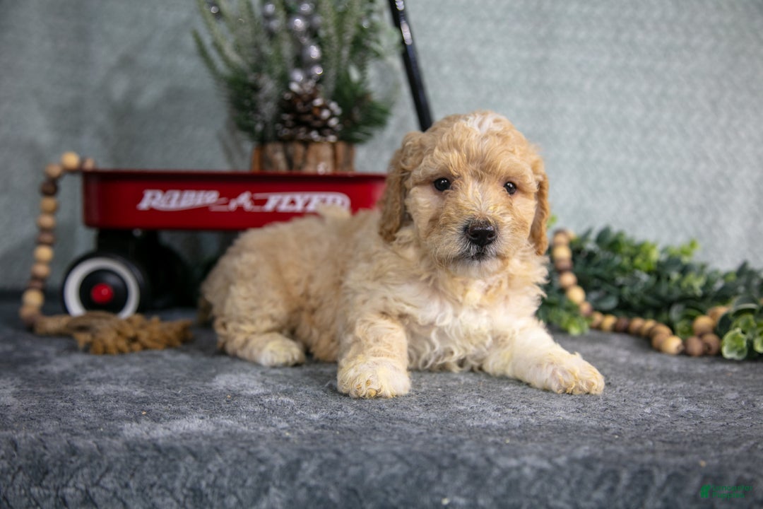 Miniature Poodle dogs for sale: Sylvie - Ad 3