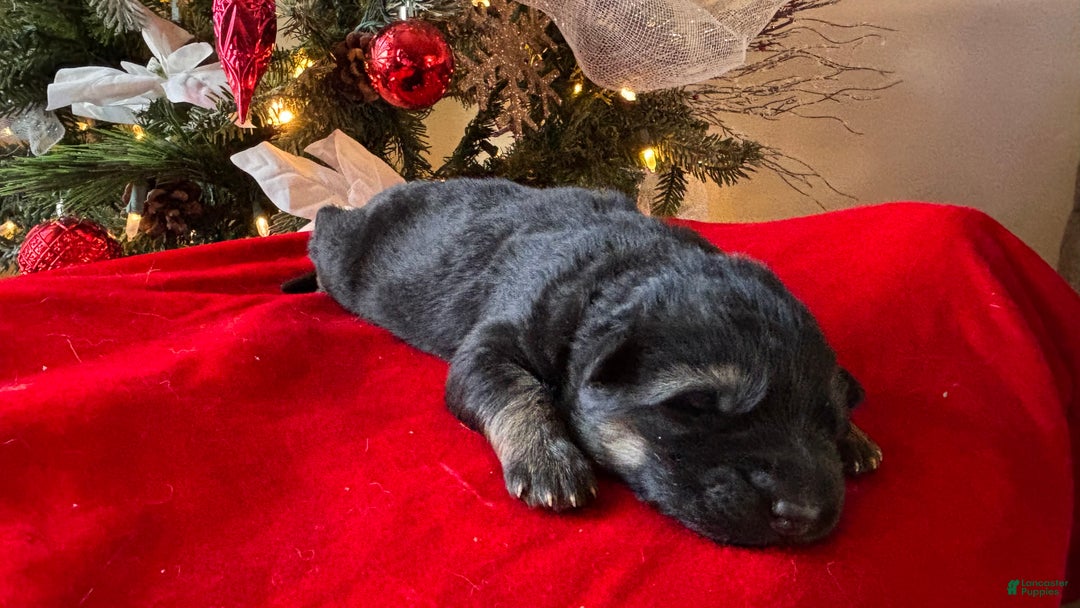 German Shepherd dogs for sale: Raven - Ad 3