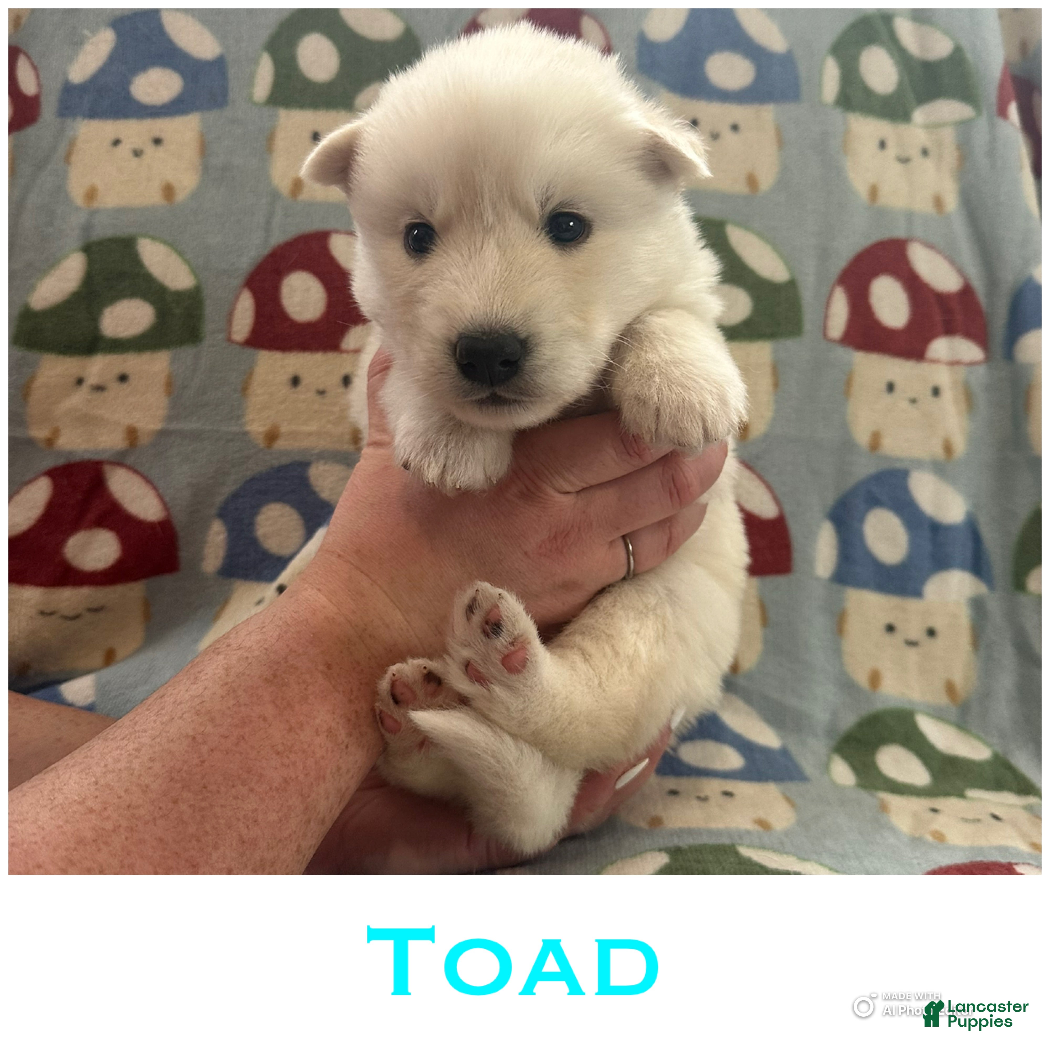 Siberian Husky dogs for sale: Toad - Ad 1