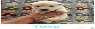 Toad