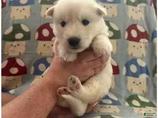 Siberian Husky dogs Toad - Ad 41