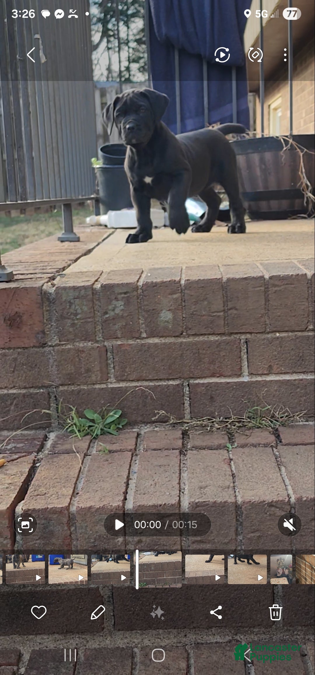 South African Boerboels dogs for sale: Tiger - Ad 7