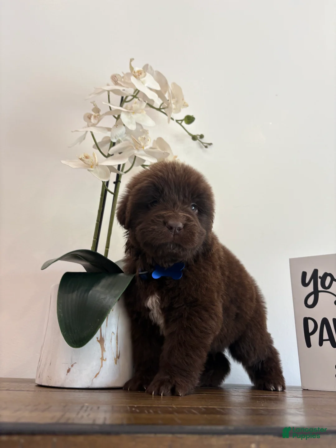 Newfoundland dogs for sale: Bear  - Ad 2