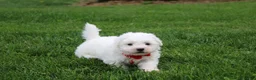 Bichon Frise dogs for sale: Kayson  - Ad 4