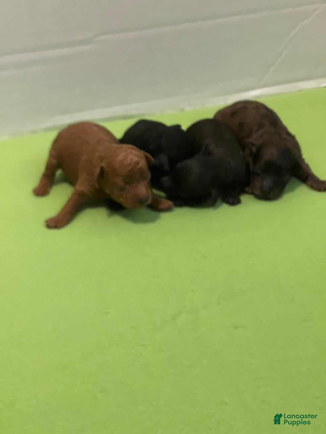 Toy Poodle dogs for sale: Toy Poodle Puppy 2 - Ad 6