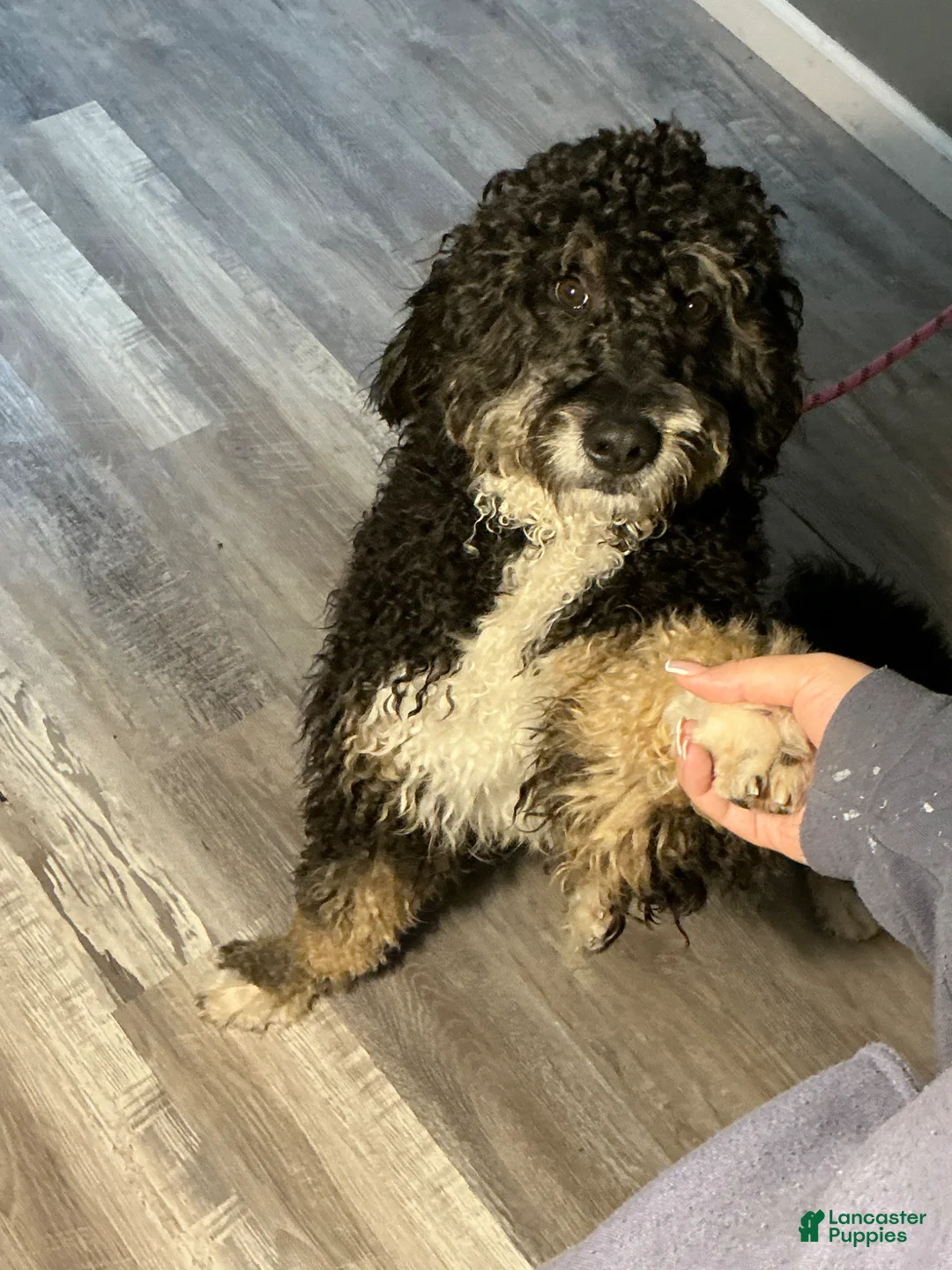 Bernedoodle dogs for sale: Bernedoodle Puppy 1 - Ad 2