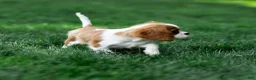 Cavalier King Charles Spaniel dogs for sale: Arlan Cavalier King Charles Spaniel Puppy  - Ad 9