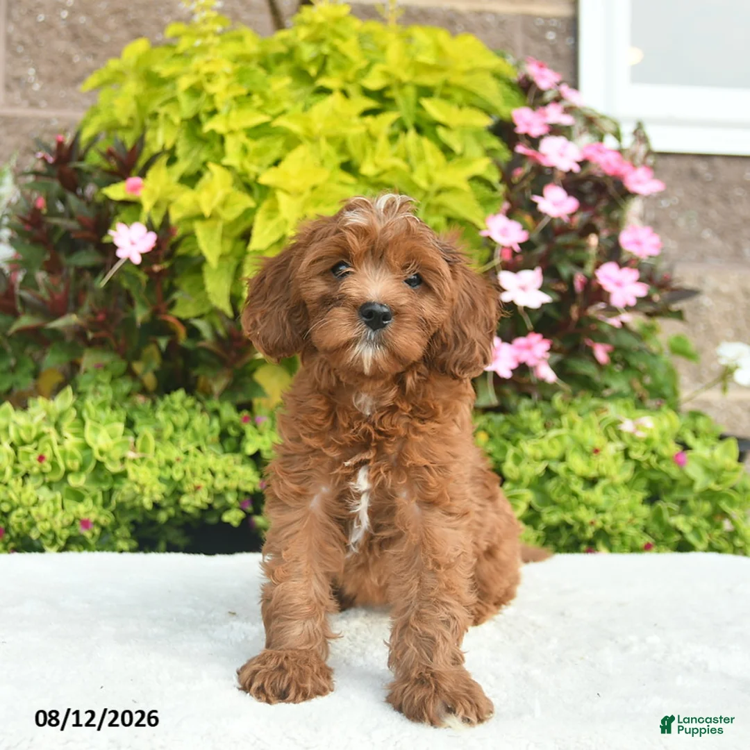 Cavapoo dogs for sale: Willow  - Ad 2