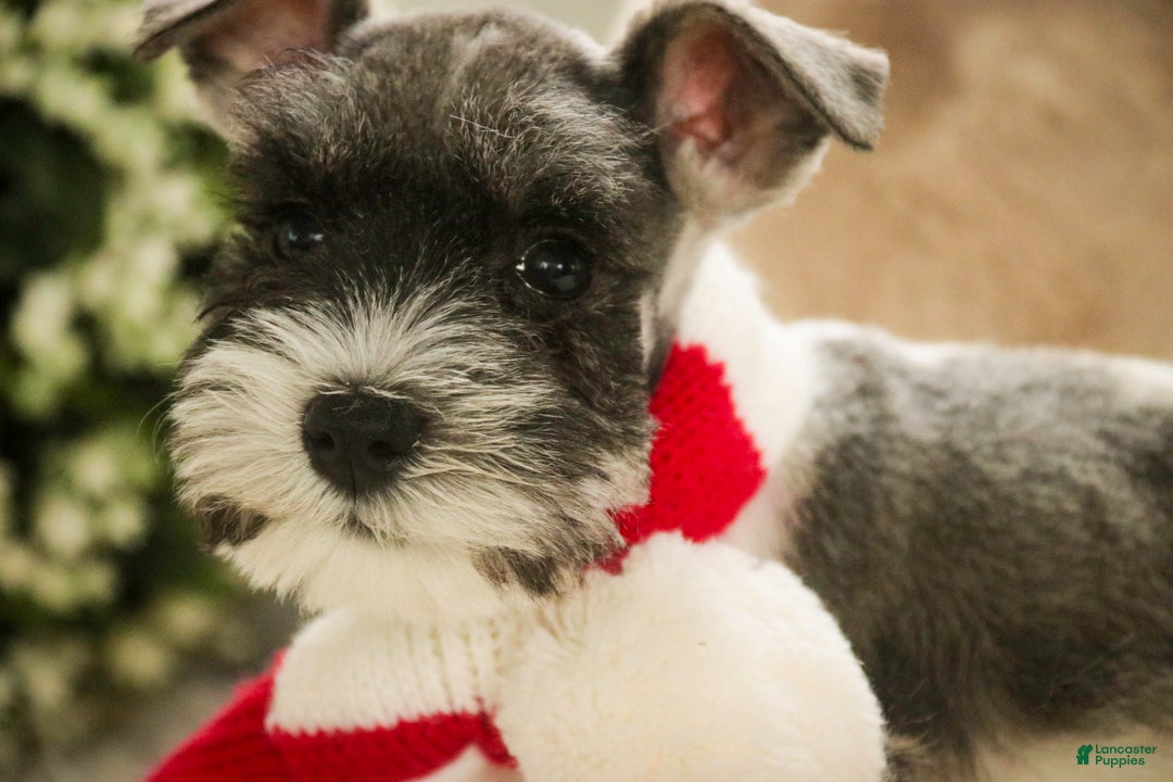 Miniature Schnauzer dogs for sale: Max - Ad 5